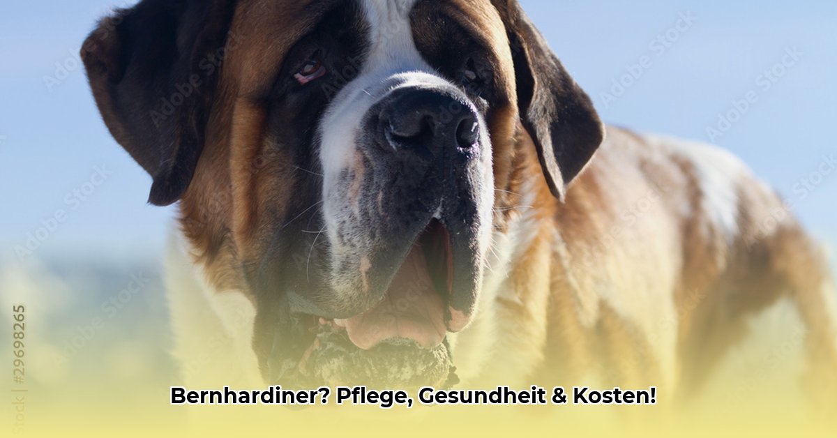 bernhardiner